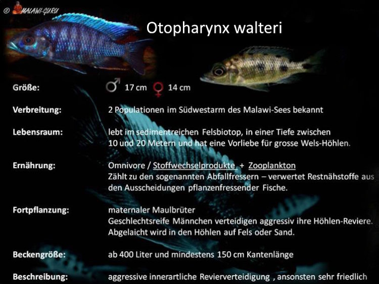 Die Artentafel zu Otopharynx walteri Otopharynx walteri