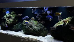 720‑Liter-Aquarium 720 Liter-Nonmbuna-Becken-Beispiel