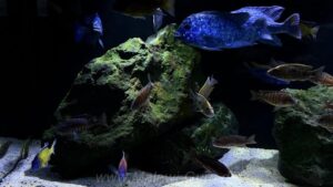 720 Liter-Nonmbuna-Becken-Beispiel