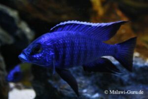Copadichromis azureus 'Mbenji Island'