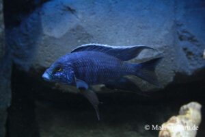 Copadichromis azureus 'Mbenji Island'