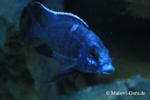 Copadichromis azureus 'Mbenji Island'