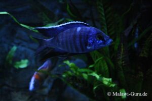 Copadichromis azureus 'Mbenji Island'