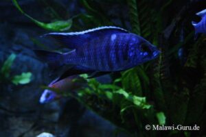 Copadichromis azureus 'Mbenji Island'