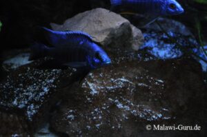 Copadichromis azureus 'Mbenji Island'