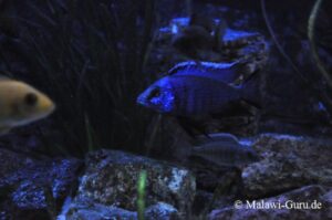 Copadichromis azureus 'Mbenji Island'