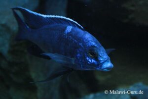 Copadichromis azureus 'Mbenji Island'