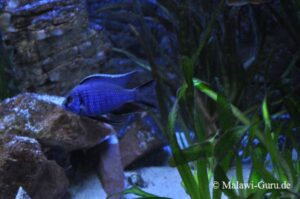 Copadichromis azureus 'Mbenji Island'