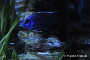 Copadichromis azureus 'Mbenji Island'