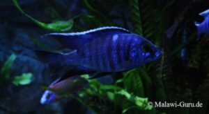 Copadichromis azureus 'Mbenji Island'
