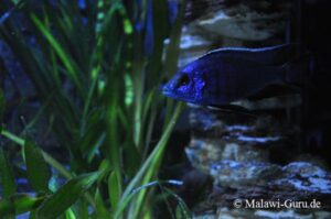 Copadichromis azureus 'Mbenji Island'