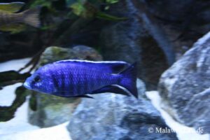 Copadichromis azureus 'Mbenji Island'