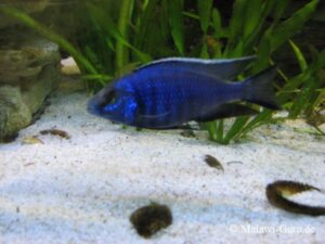 Copadichromis azureus 'Mbenji Island'