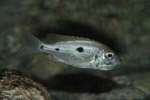 Copadichromis azureus 'Mbenji Island'