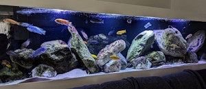 1050 Liter-Felszone-Mbuna