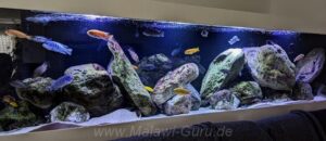 1050 Liter-Felszone-Mbuna