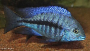 Protomelas annectens