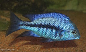 Protomelas annectens