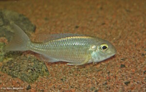 Protomelas annectens 'Chizumulu Island'