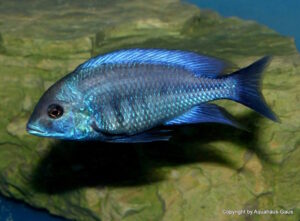Protomelas annectens