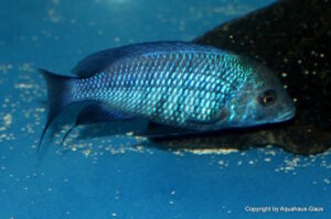Protomelas annectens 'Manda'
