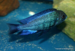 Protomelas annectens 'Manda'