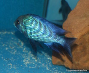 Protomelas annectens 'Manda'