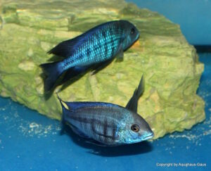 Protomelas annectens 'Manda'