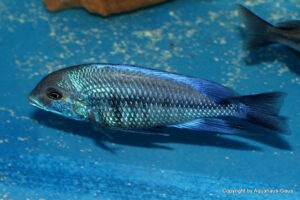 Protomelas annectens 'Manda'