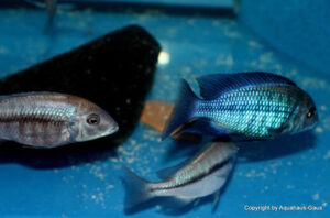 Protomelas annectens 'Manda'