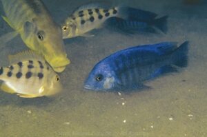 Protomelas annectens 'Ntekete'
