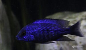 Protomelas annectens 'Otter Point'