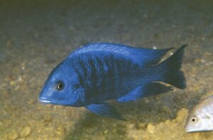 Protomelas annectens 'Otter Point'