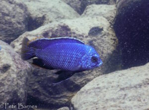 Protomelas dejunctus