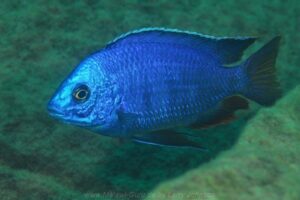 Protomelas dejunctus 'Chinyamwezi Island'