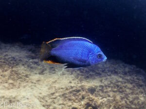 Protomelas dejunctus