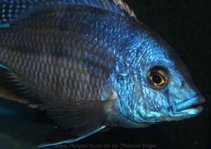 Protomelas dejunctus 'Chinyamwezi Island'