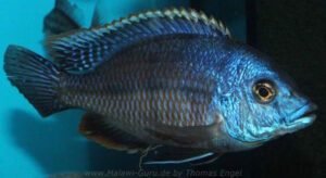 Protomelas dejunctus 'Chinyamwezi Island'