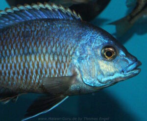 Protomelas dejunctus 'Chinyamwezi Island'