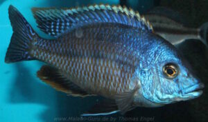 Protomelas dejunctus 'Chinyamwezi Island'