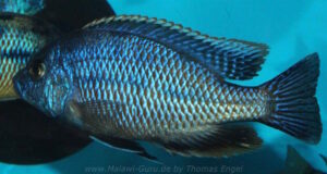 Protomelas dejunctus 'Chinyamwezi Island'