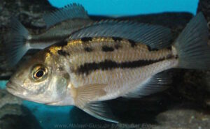 Protomelas dejunctus 'Chinyamwezi Island'