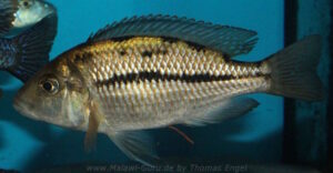Protomelas dejunctus 'Chinyamwezi Island'