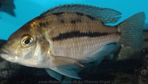 Protomelas dejunctus 'Chinyamwezi Island'