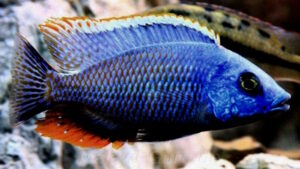 Protomelas dejunctus 'Chinyamwezi Island'