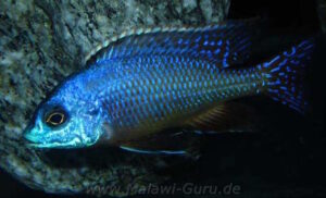 Protomelas dejunctus 'Chinyankwazi Island'