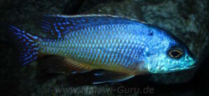 Protomelas dejunctus 'Chinyankwazi Island'