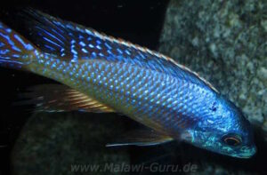 Protomelas dejunctus 'Chinyankwazi Island'