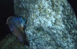 Protomelas dejunctus 'Chinyankwazi Island'