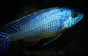 Protomelas dejunctus 'Chinyankwazi Island'